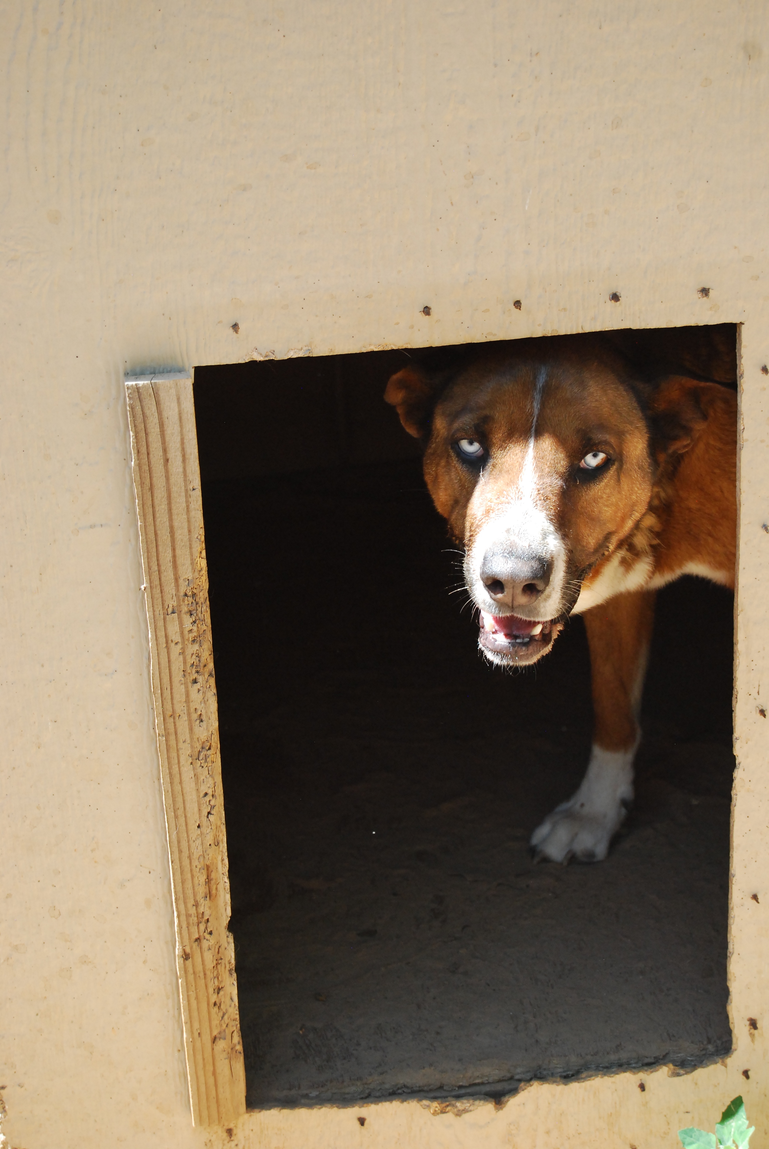Sapphire, a Adoptable mixed breed in Paradise, TX image 3/12