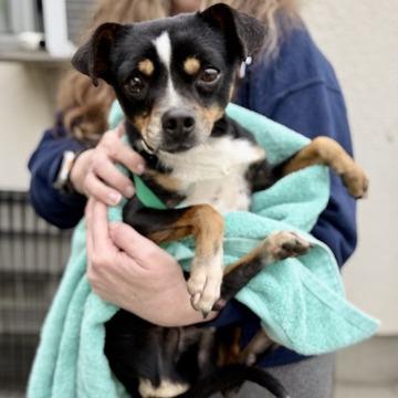 Little Jay, Adoptable, Adult Male Rat Terrier & Mixed Breed.