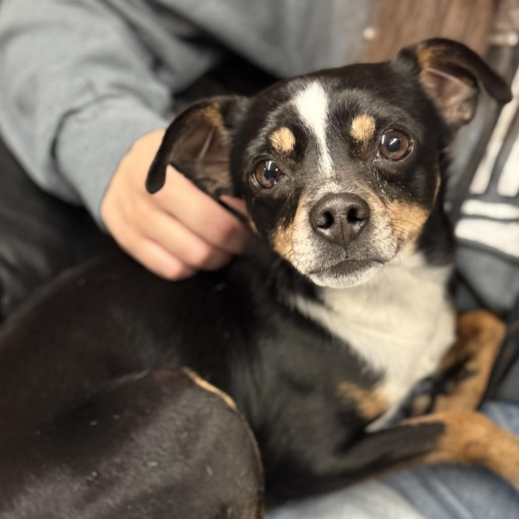 Enlarge Little Jay, a Adoptable mixed breed in Fresno, CA image 2/6