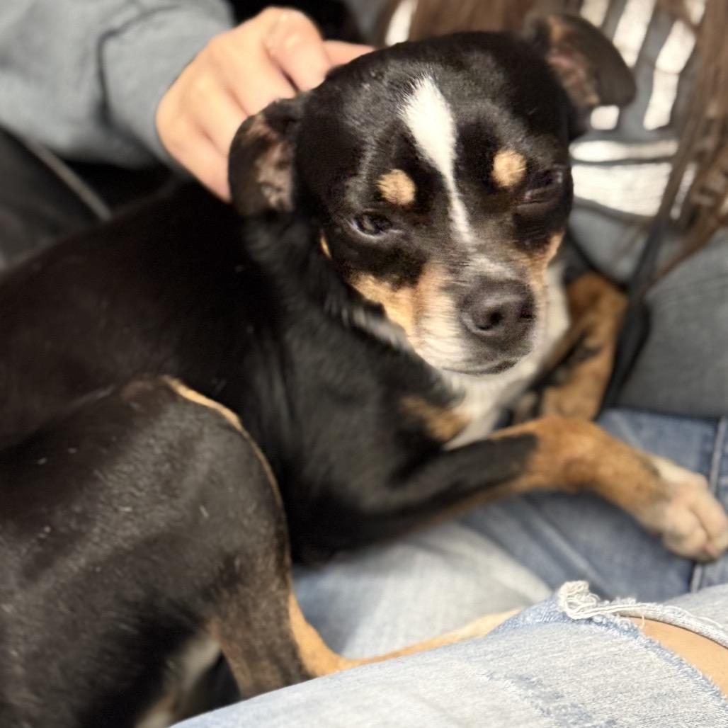 Enlarge Little Jay, a Adoptable mixed breed in Fresno, CA image 3/6