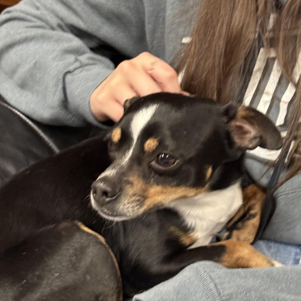 Enlarge Little Jay, a Adoptable mixed breed in Fresno, CA image 4/6