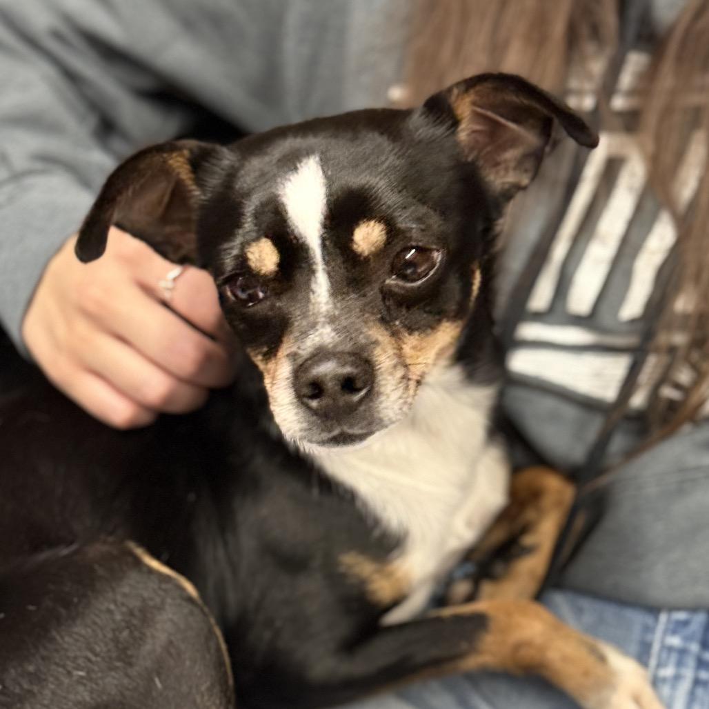 Enlarge Little Jay, a Adoptable mixed breed in Fresno, CA image 5/6