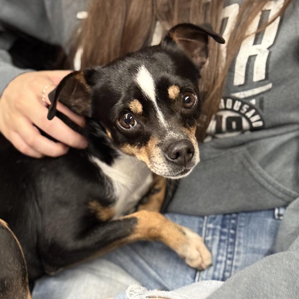 Enlarge Little Jay, a Adoptable mixed breed in Fresno, CA image 6/6