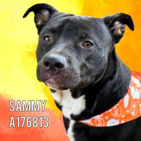 SAMMY, Adoptable, Adult Male Pit Bull Terrier.