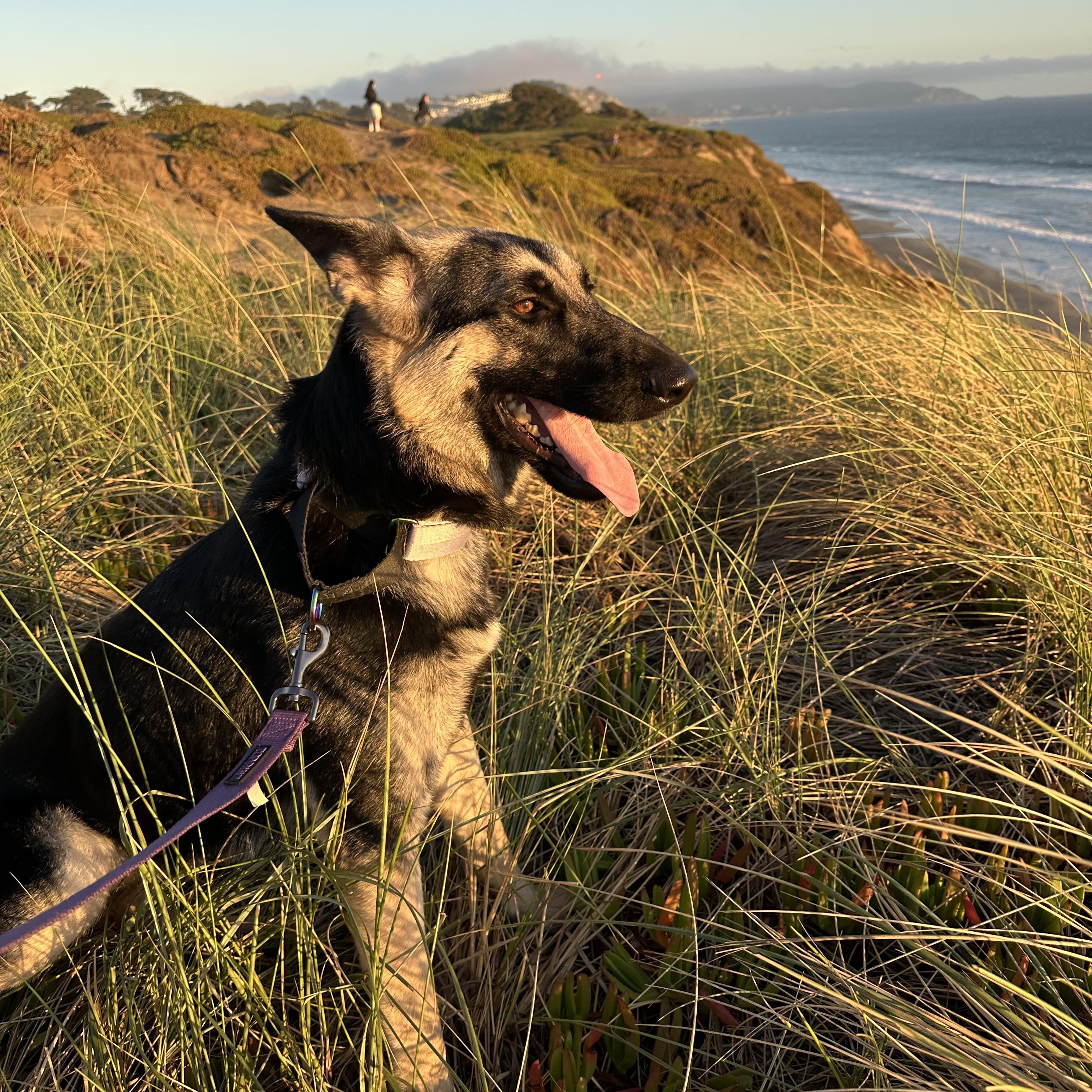 Enlarge Kaia, a ADOPTABLE German Shepherd Dog in Klamath Falls , OR image 4/6