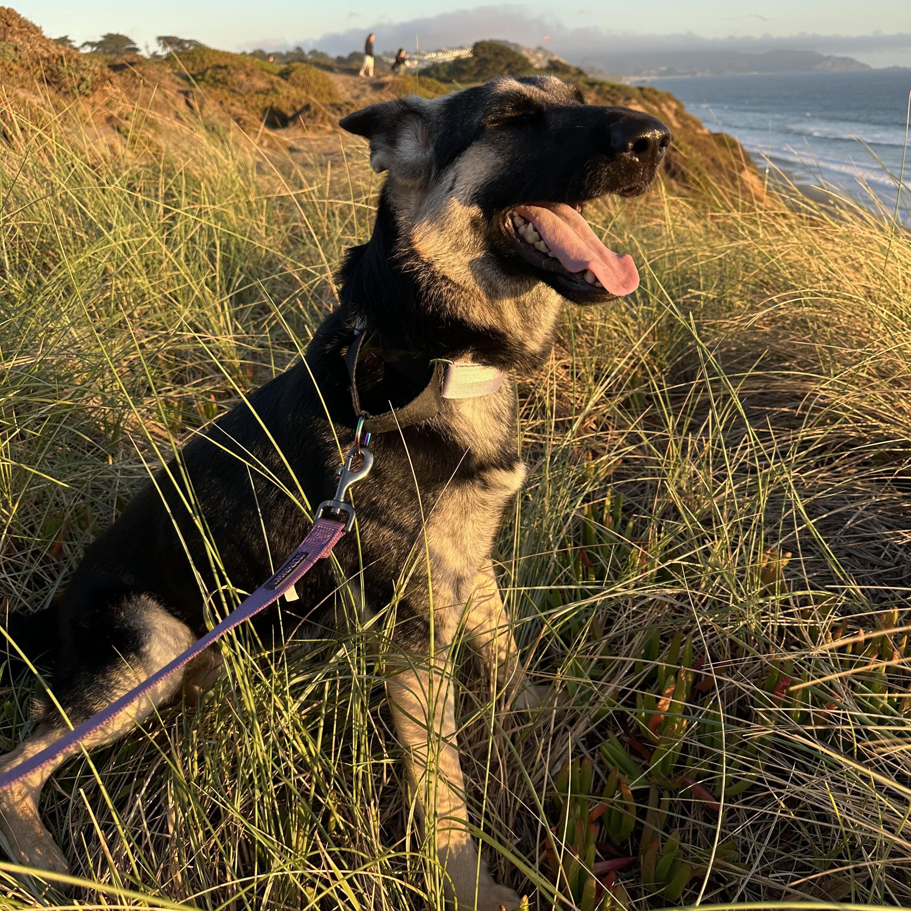 Enlarge Kaia, a ADOPTABLE German Shepherd Dog in Klamath Falls , OR image 2/6