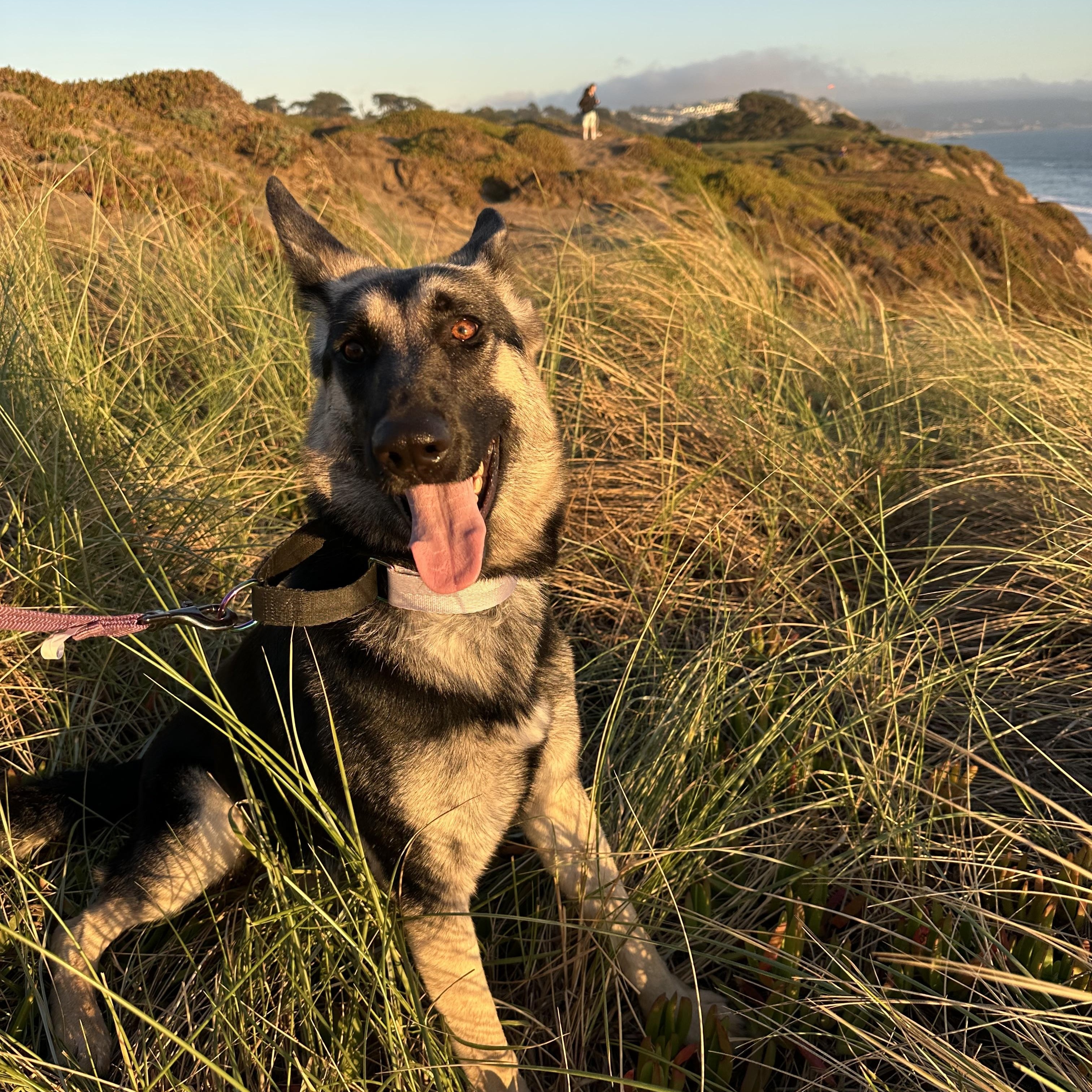 Enlarge Kaia, a ADOPTABLE German Shepherd Dog in Klamath Falls , OR image 6/6
