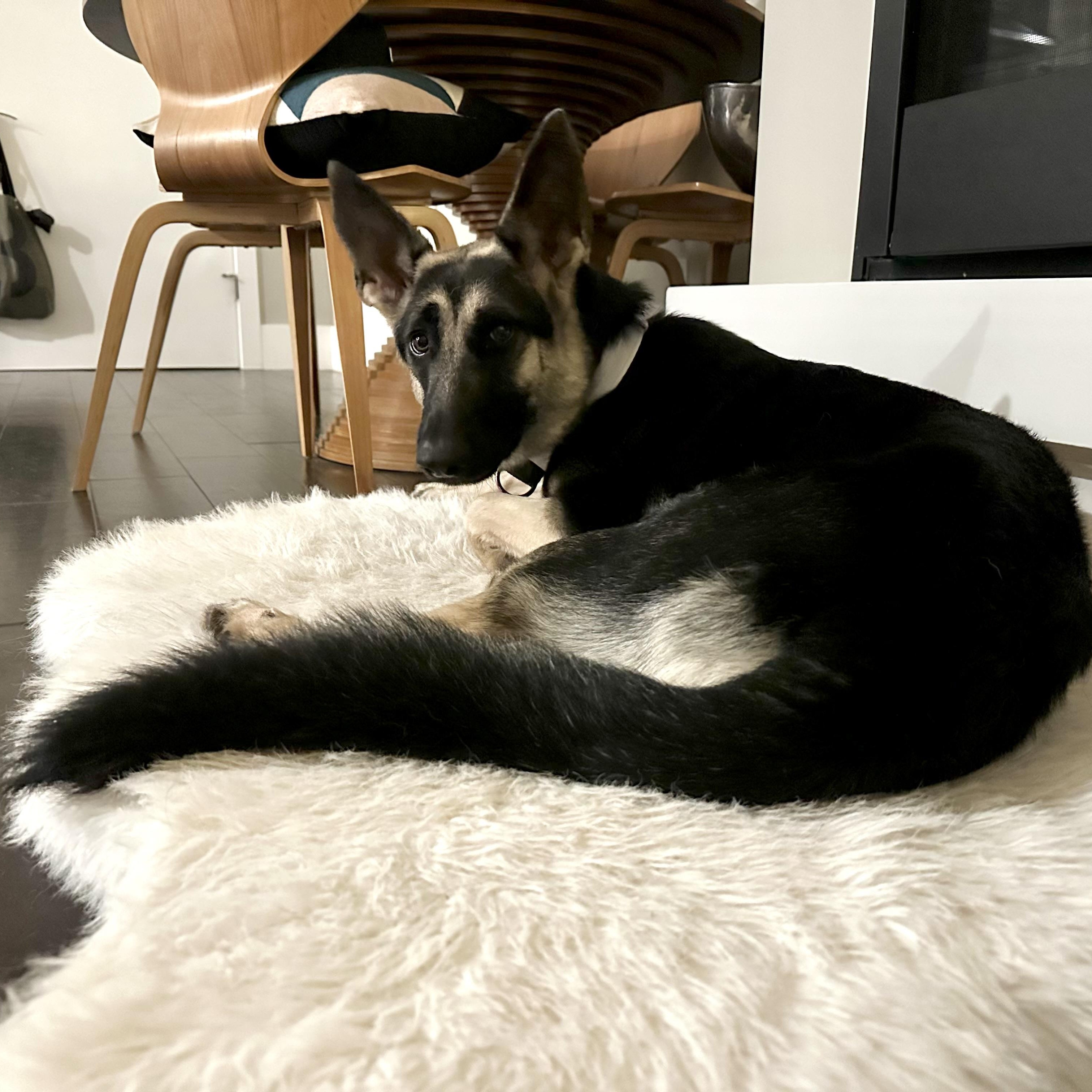 Enlarge Kaia, a ADOPTABLE German Shepherd Dog in Klamath Falls , OR image 5/6