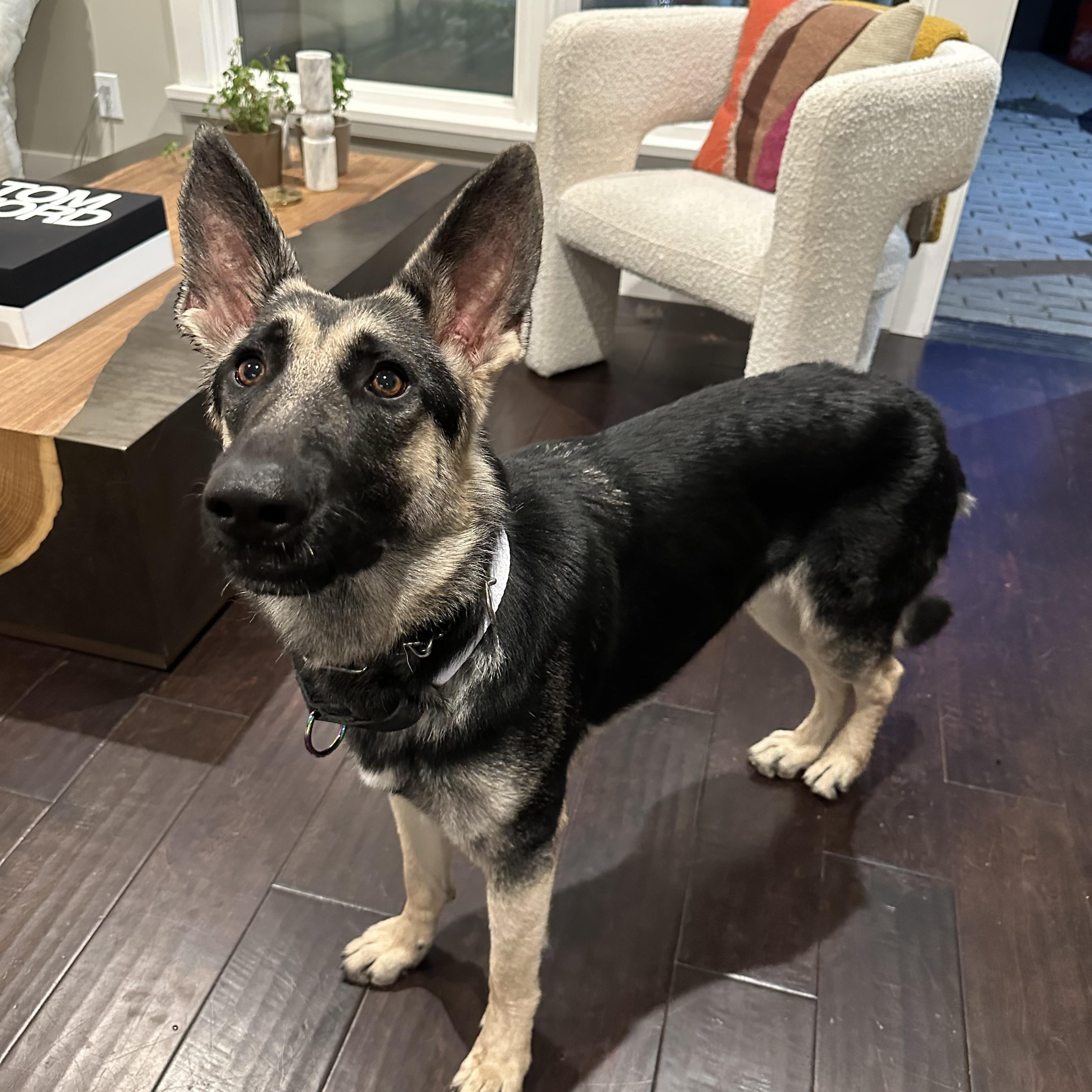 Enlarge Kaia, a ADOPTABLE German Shepherd Dog in Klamath Falls , OR image 3/6