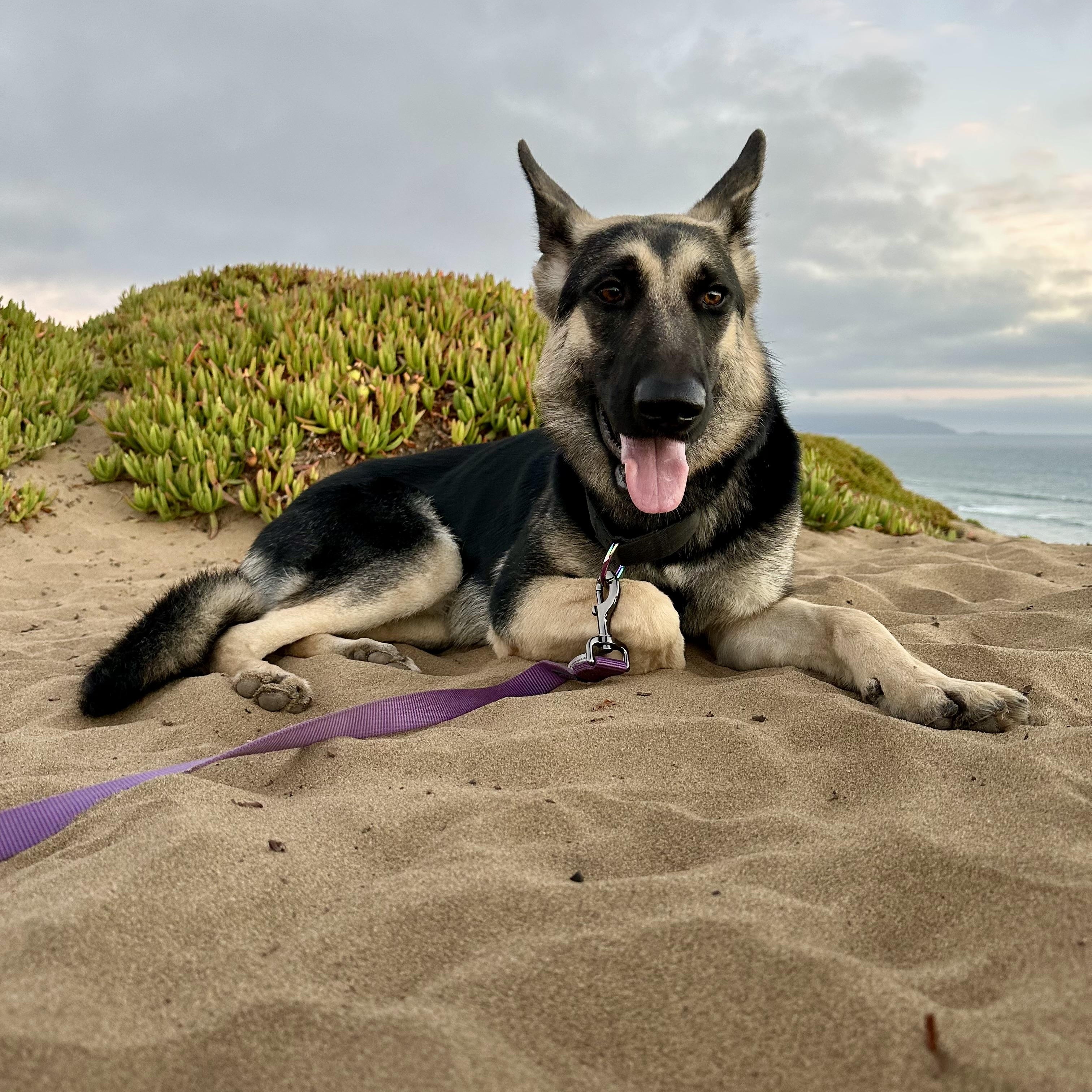 Kaia, ADOPTABLE, Young Female German Shepherd Dog.