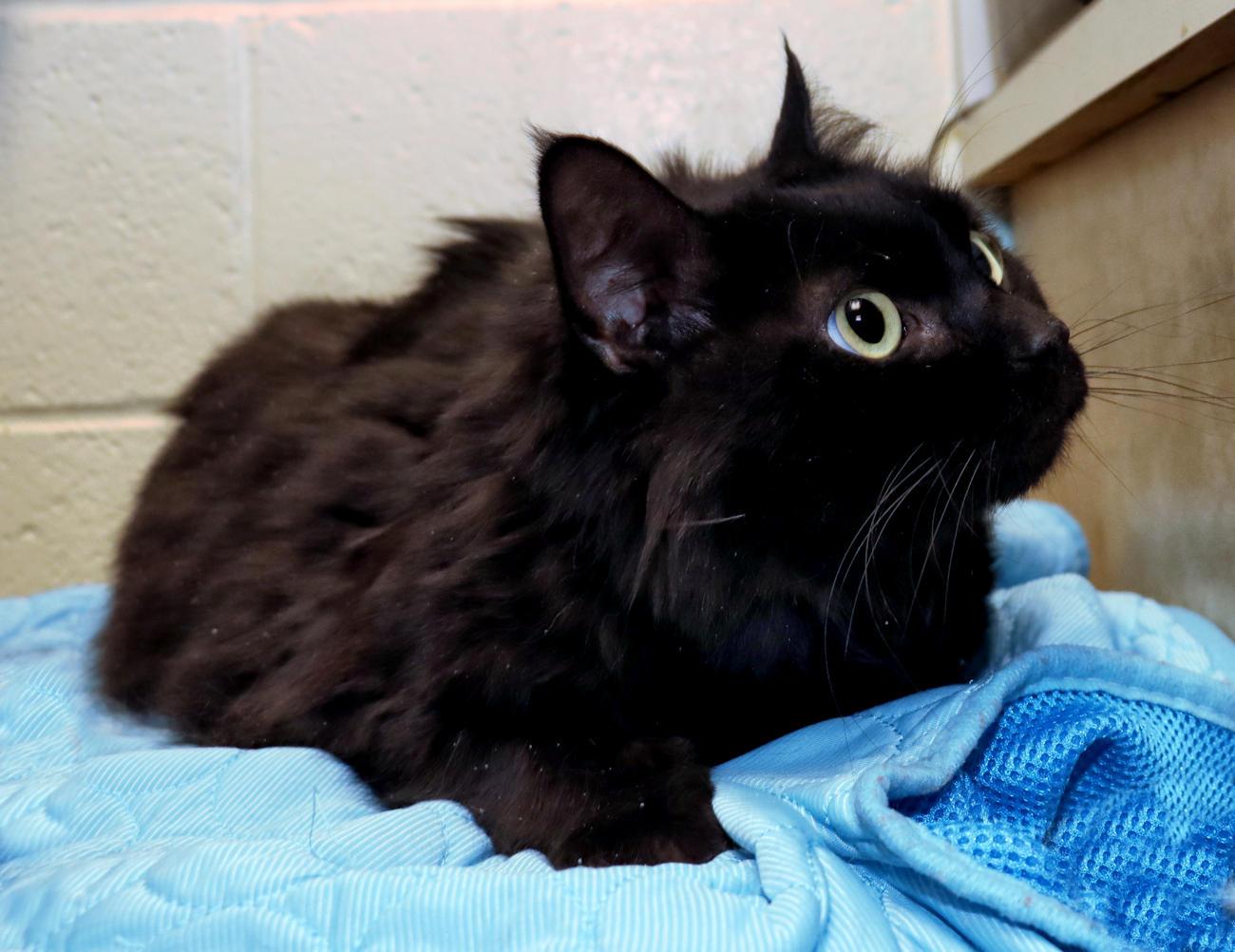 Enlarge Winslow, an adoptable Domestic Long Hair in Euclid, OH image 3/5