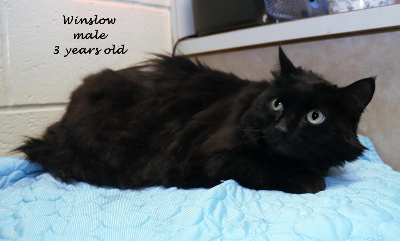 Enlarge Winslow, an adoptable Domestic Long Hair in Euclid, OH image 2/5