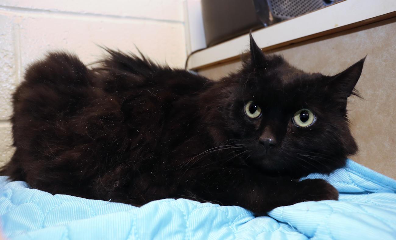 Enlarge Winslow, an adoptable Domestic Long Hair in Euclid, OH image 4/5