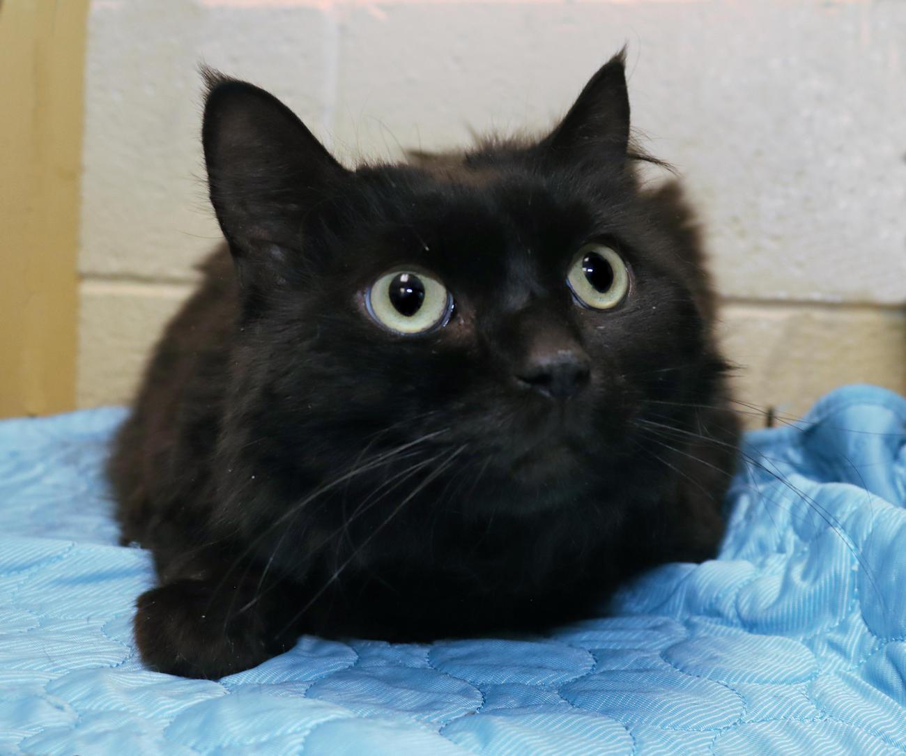 Winslow, adoptable, Adult Male Domestic Long Hair.