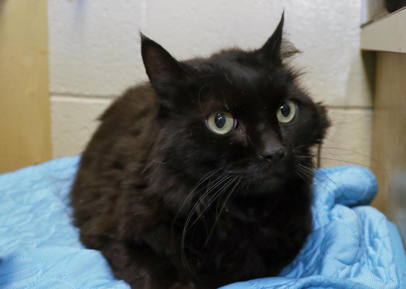 Enlarge Winslow, an adoptable Domestic Long Hair in Euclid, OH image 5/5
