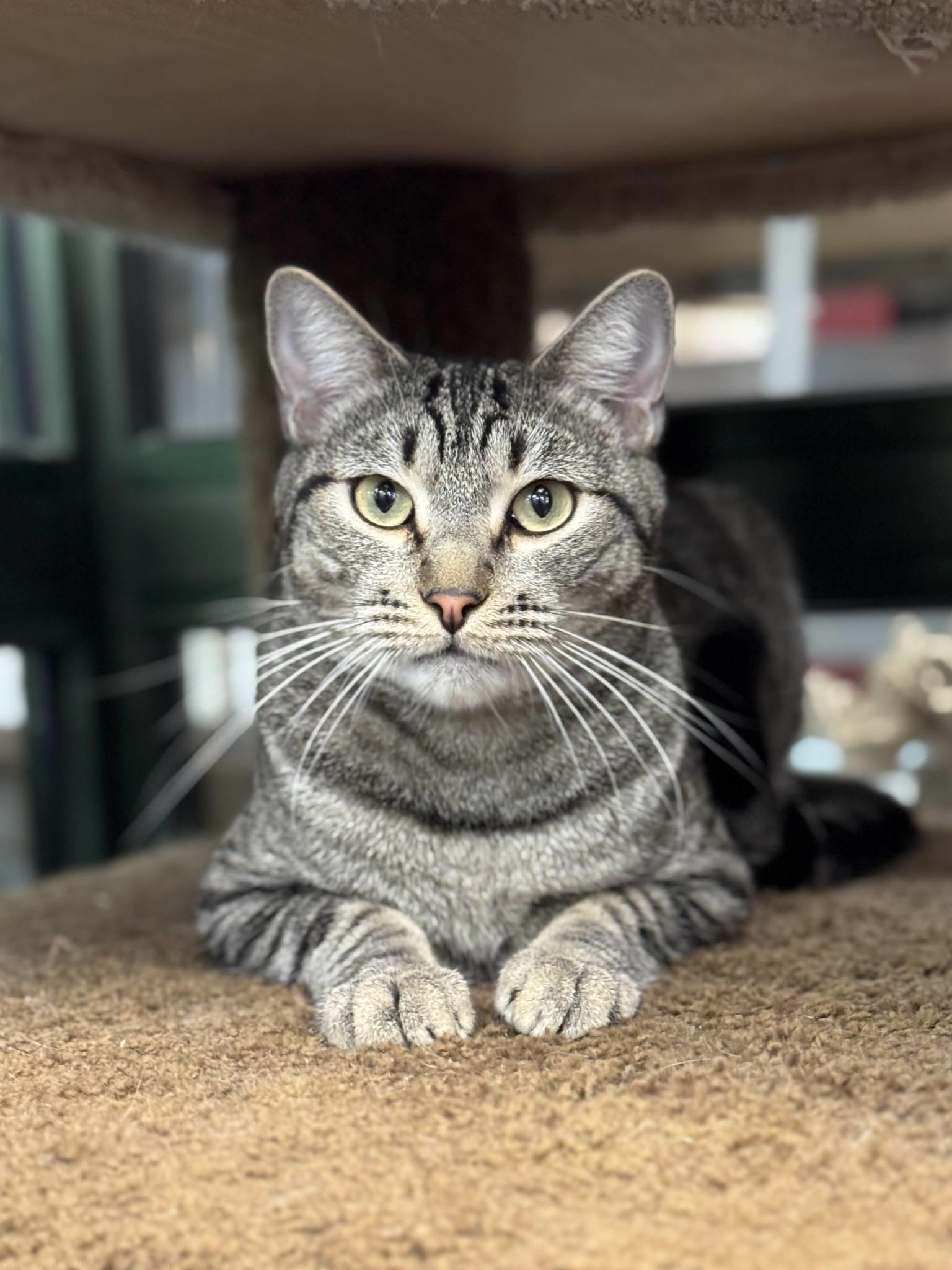 Stewie, a Adoptable Tabby in Westminster, CA image 1/3