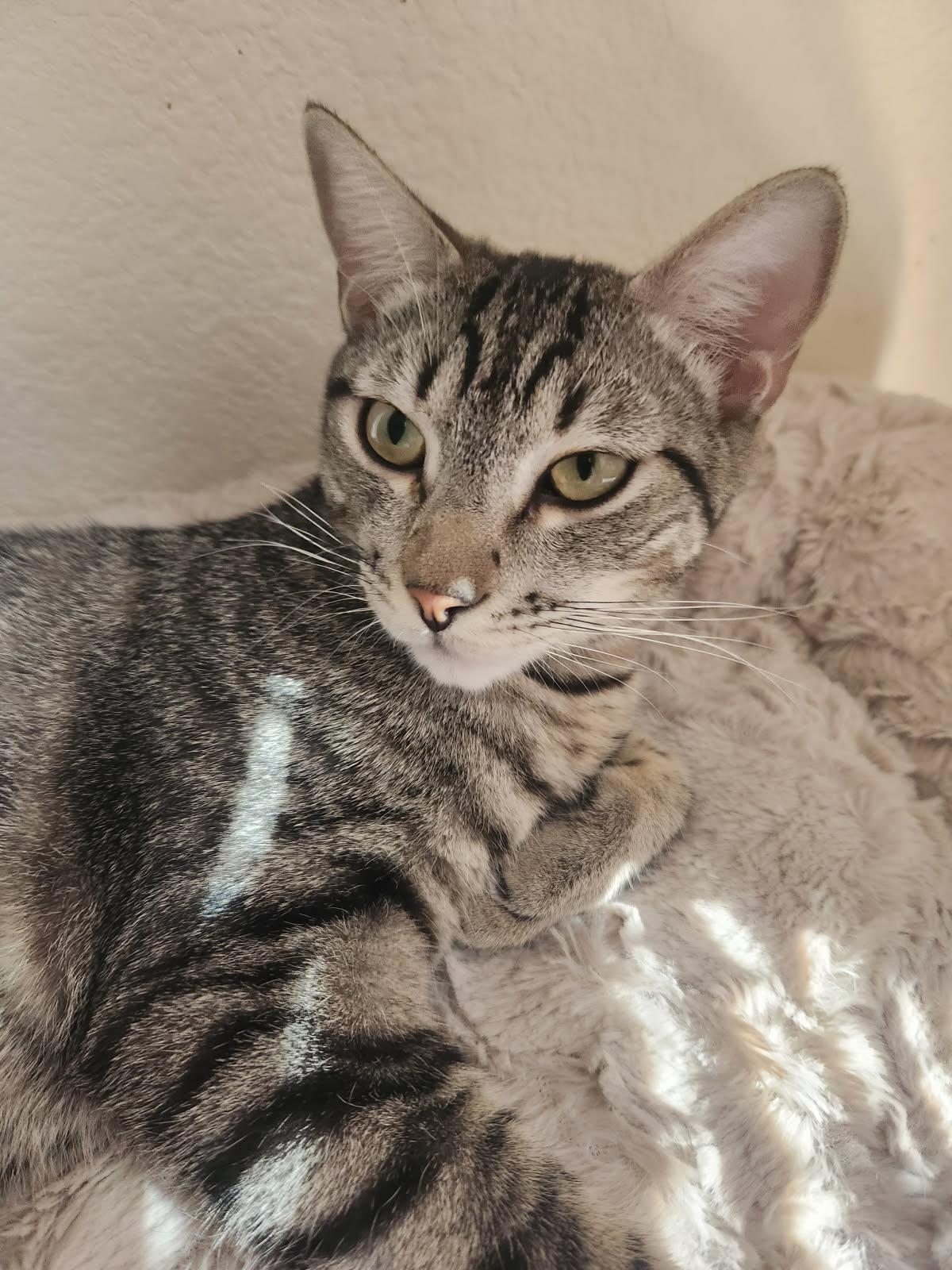 Stewie, a Adoptable Tabby in Westminster, CA image 3/3