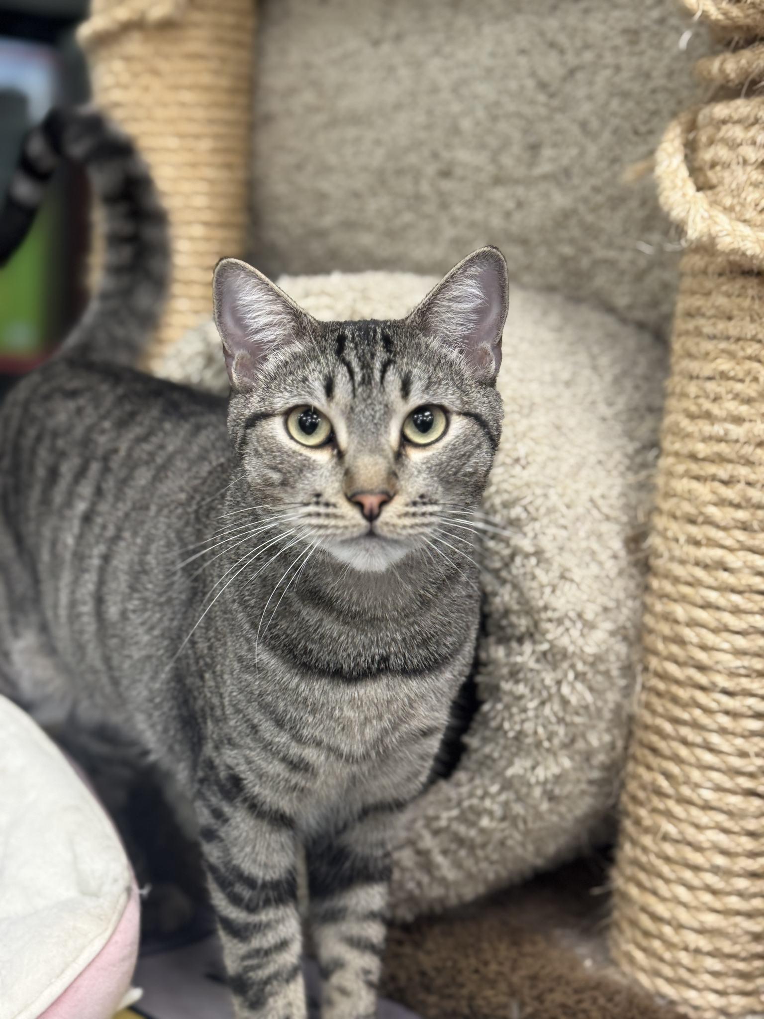 Stewie, a Adoptable Tabby in Westminster, CA image 2/3
