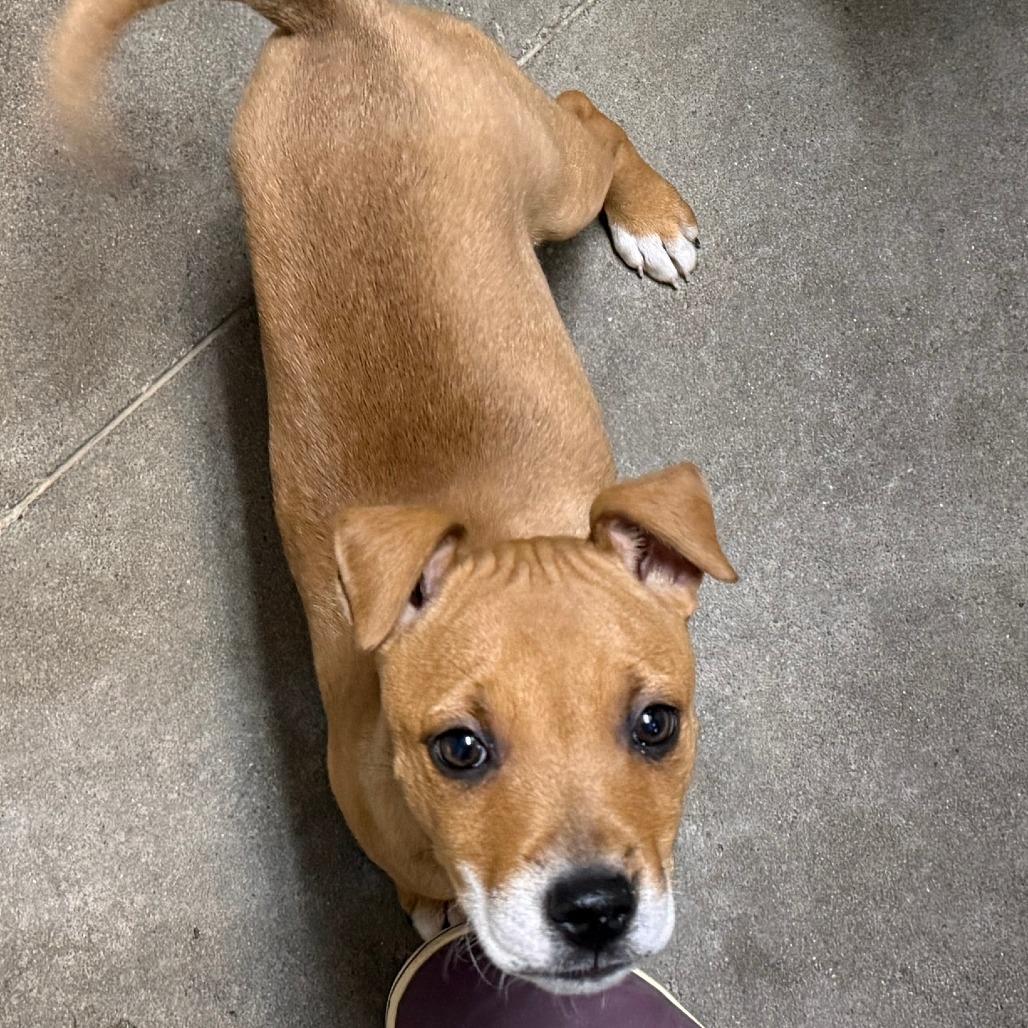 Ivory, Adoptable, Puppy Female Mixed Breed.