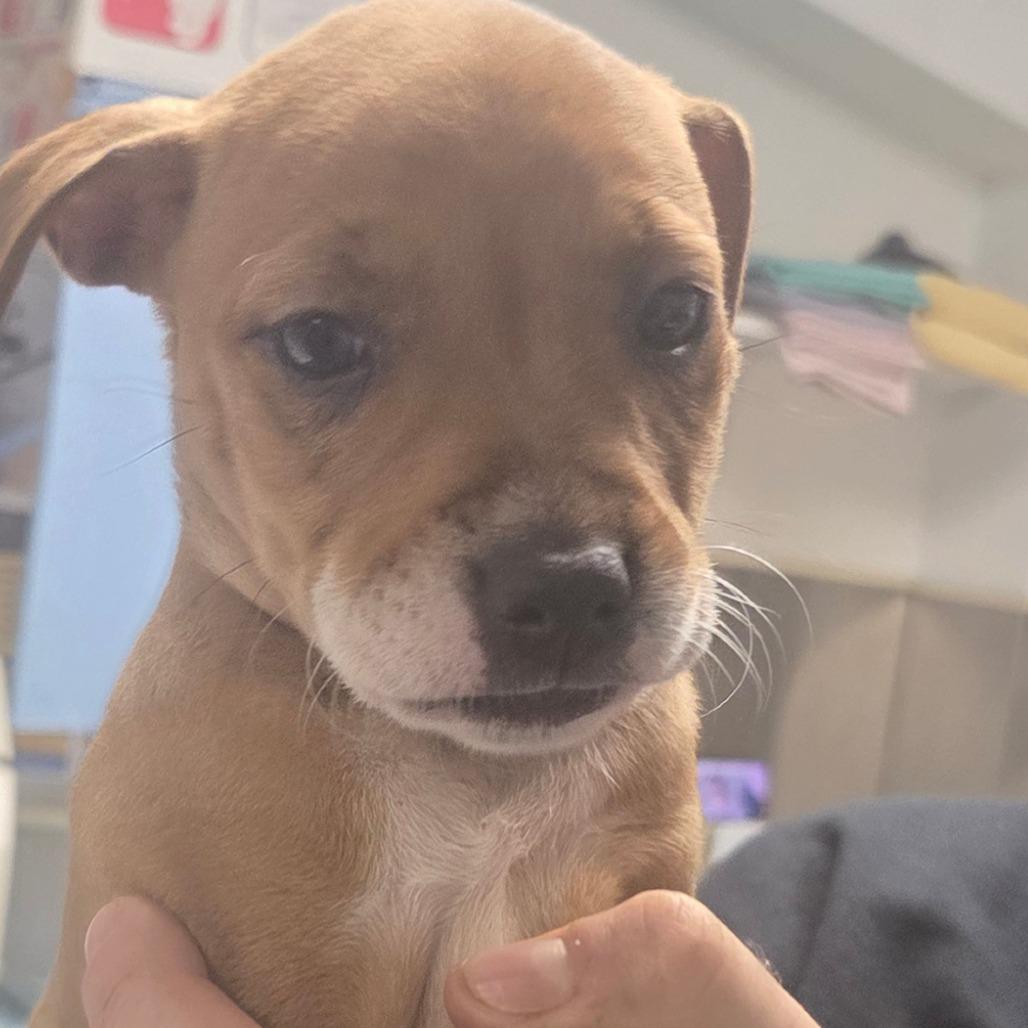 Enlarge Ivory, a Adoptable Mixed Breed in Fort Bragg, CA image 1/1