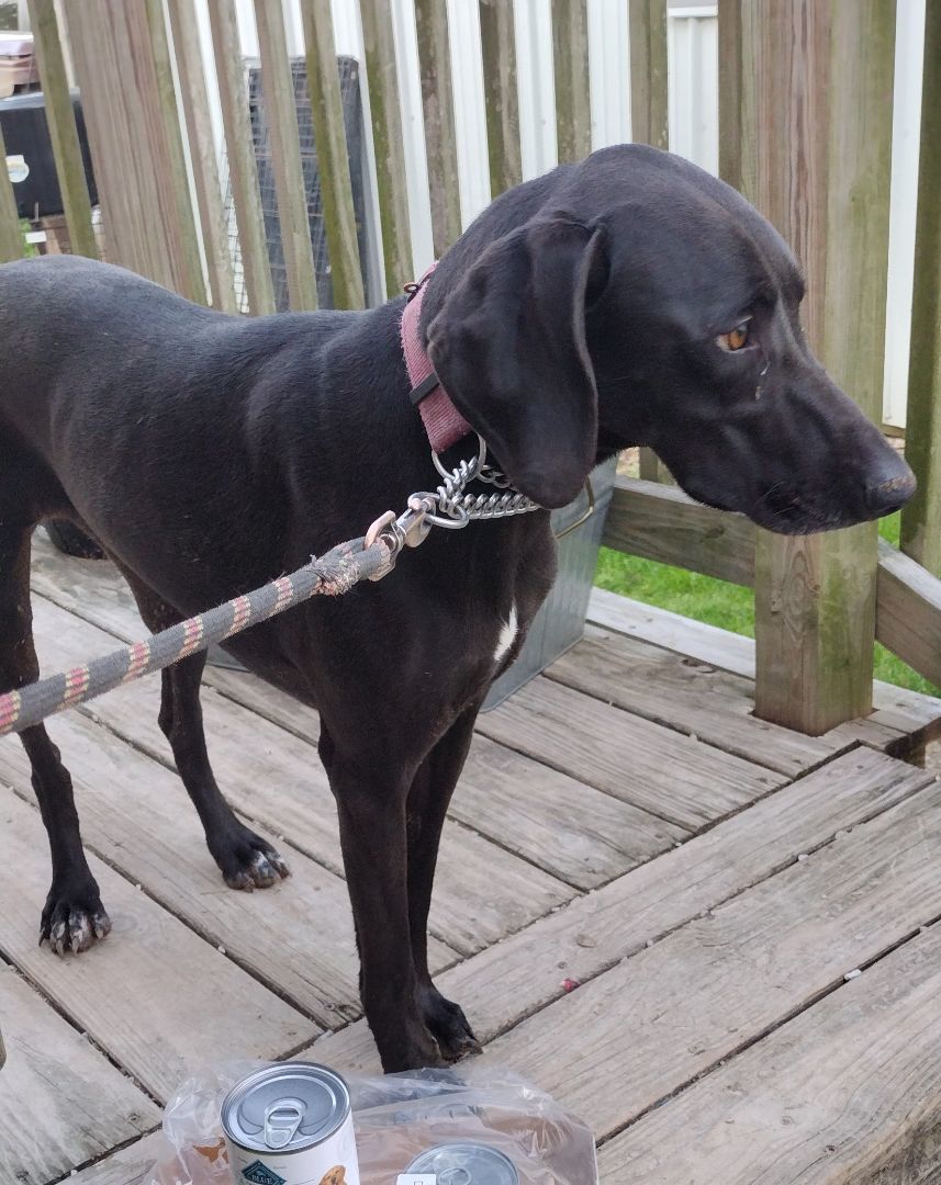 Dyna, a Adoptable Black Labrador Retriever in Jasonville, IN image 1/6