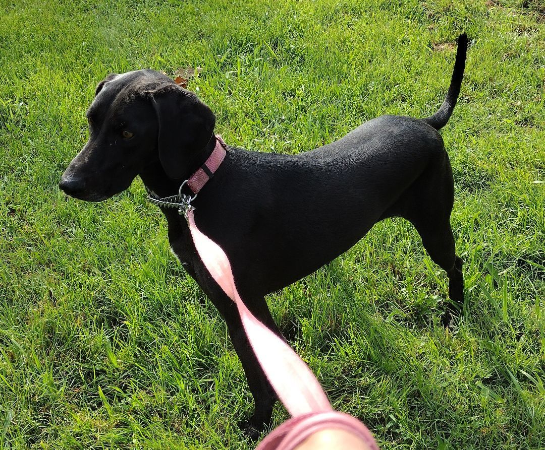 Dyna, a Adoptable Black Labrador Retriever in Jasonville, IN image 2/6