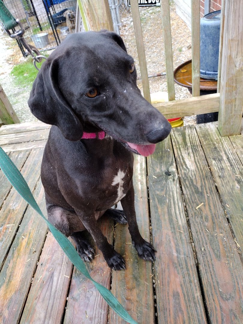 Dyna, a Adoptable Black Labrador Retriever in Jasonville, IN image 3/6