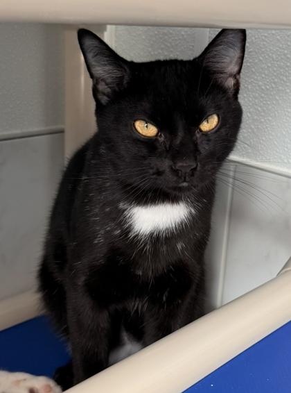 Skipper, Adoptable, Adult Male Domestic Short Hair & Domestic Short Hair.