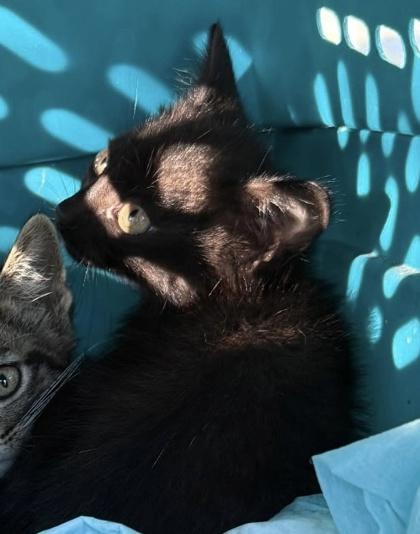 Skipper, a Adoptable mixed breed in Venice, FL image 2/3