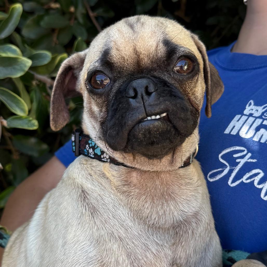Otis, Adoptable, Young Male Pug.