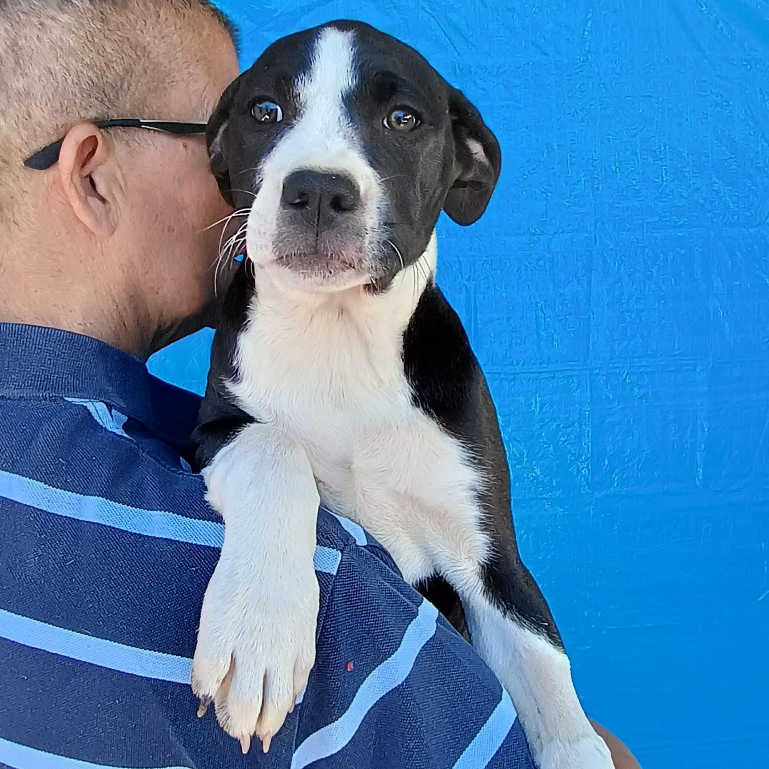 Poppy, ADOPTABLE, Puppy Female Pit Bull Terrier & Labrador Retriever.