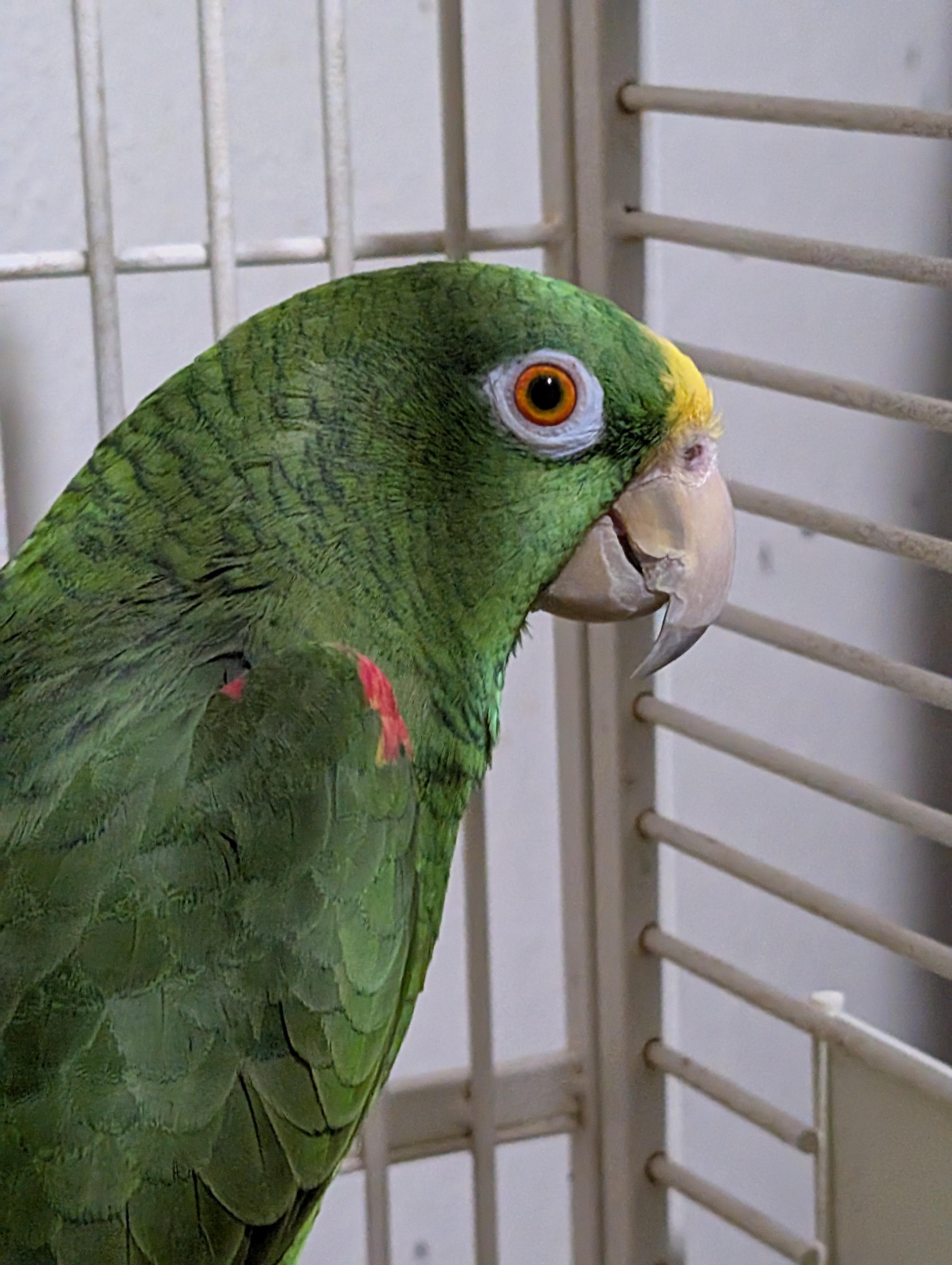 Enlarge Meet Oliver & Eddie — The Dynamic Duo!, an adoptable Amazon in Vancouver, WA image 2/6