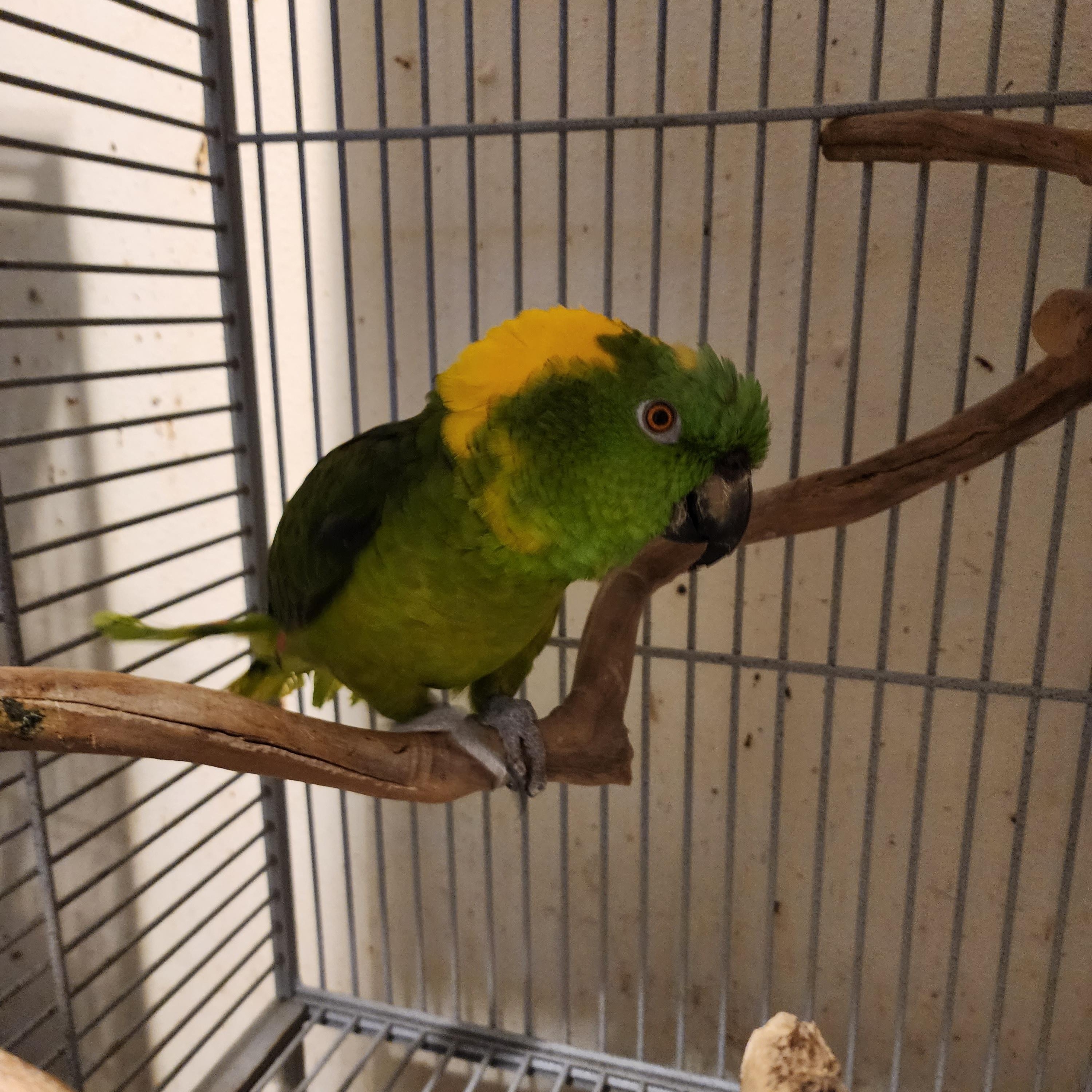 Enlarge Meet Oliver & Eddie — The Dynamic Duo!, an adoptable Amazon in Vancouver, WA image 6/6