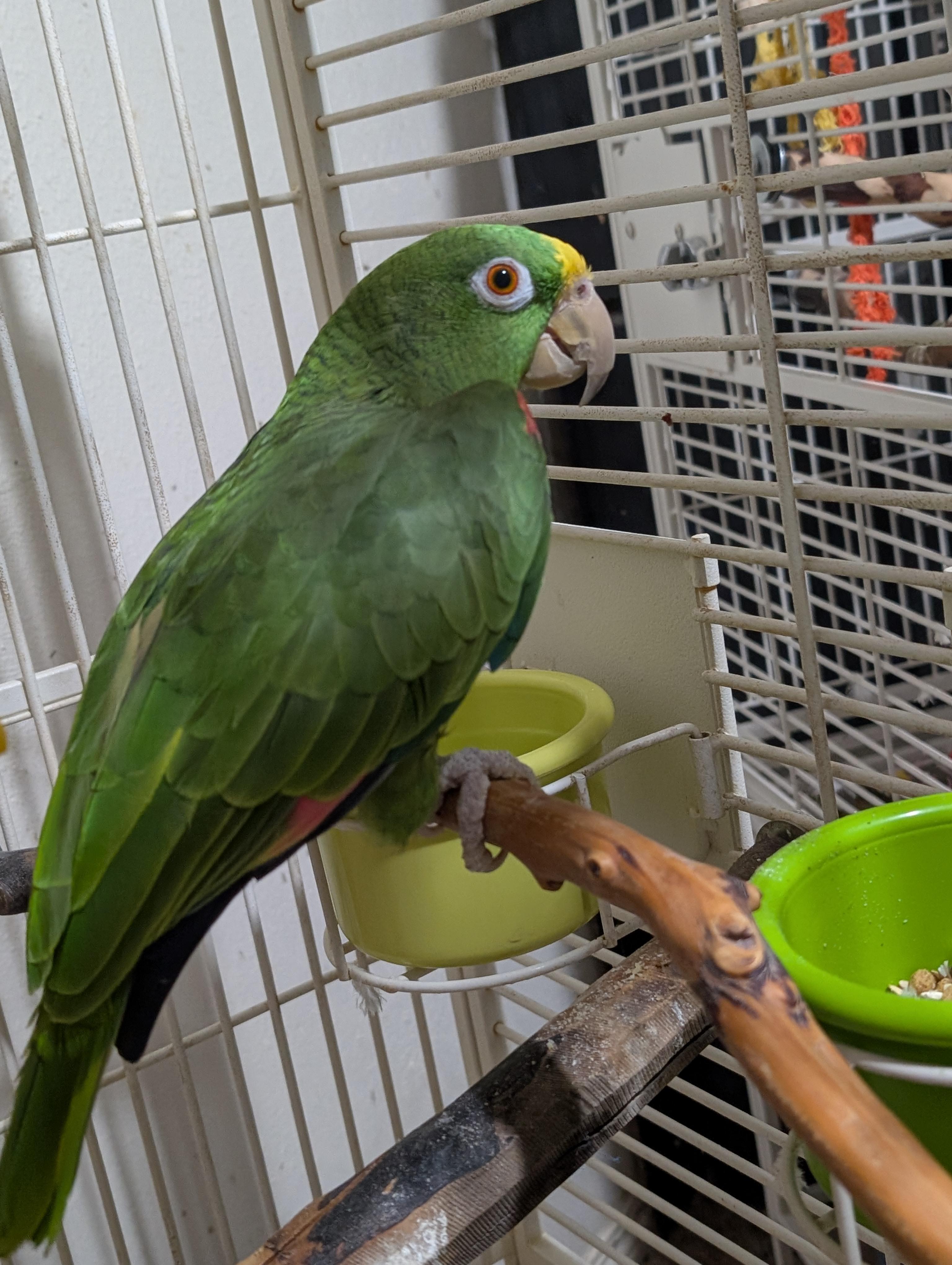 Enlarge Meet Oliver & Eddie — The Dynamic Duo!, an adoptable Amazon in Vancouver, WA image 4/6