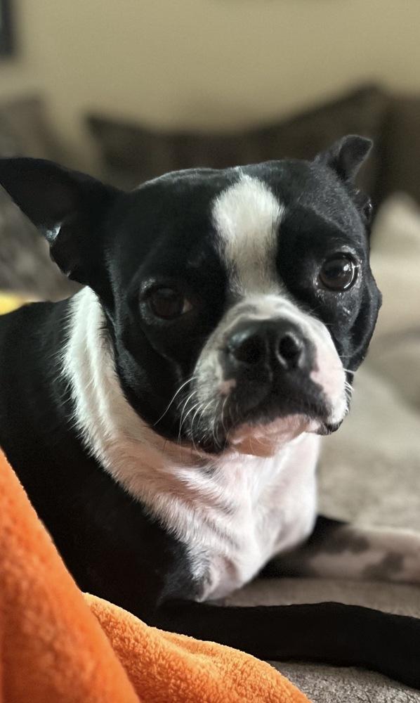 Enlarge Miss Macy - 5002 FL, a Adopted Boston Terrier in Maryville, TN image 1/5