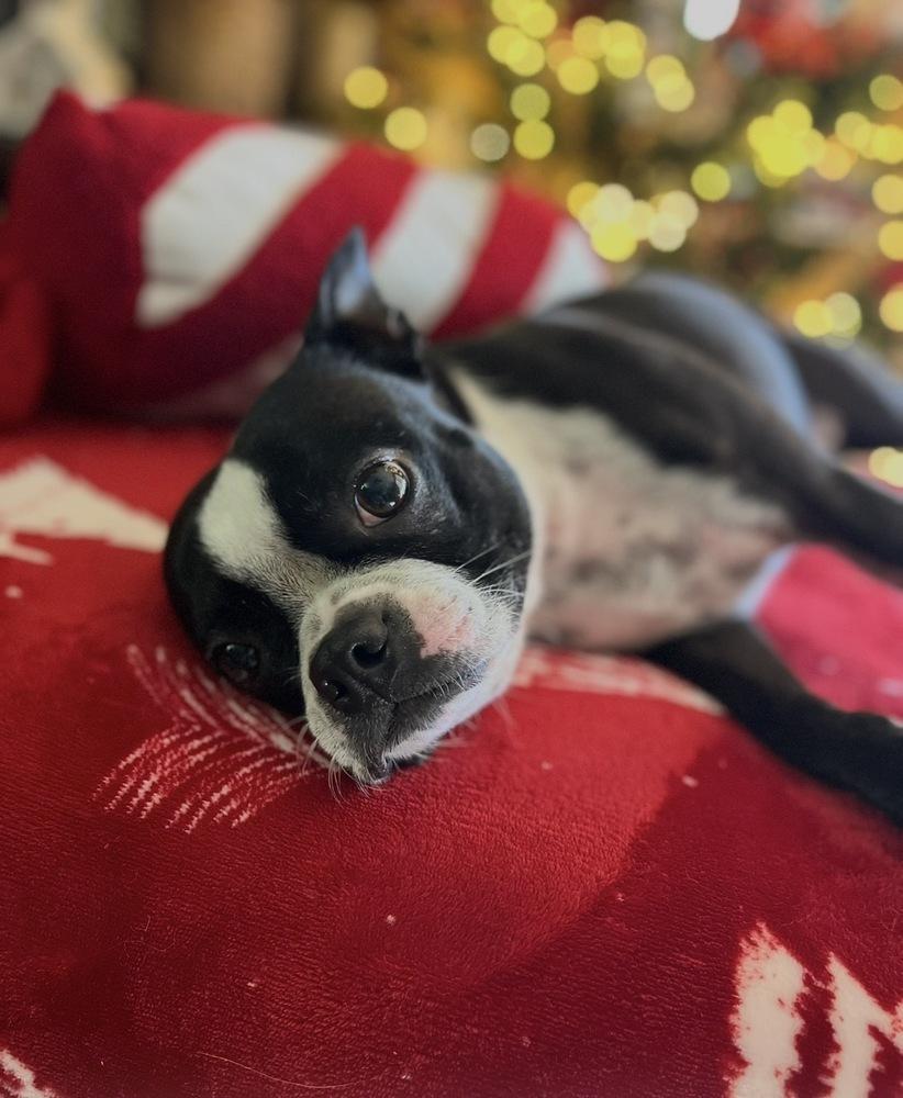 Enlarge Miss Macy - 5002 FL, a Adopted Boston Terrier in Maryville, TN image 2/5