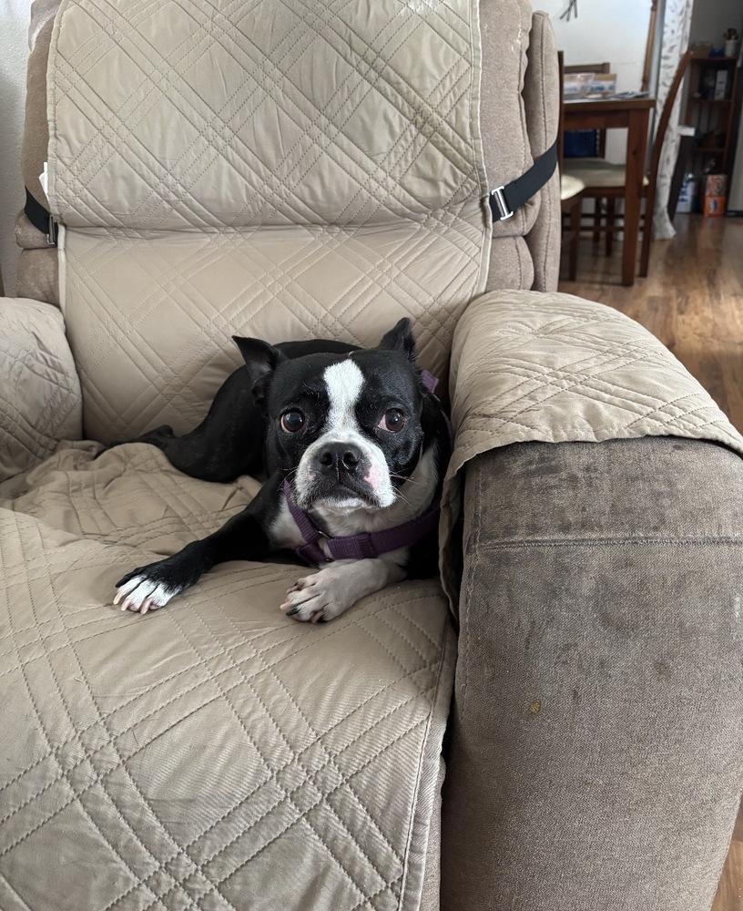 Enlarge Miss Macy - 5002 FL, a Adopted Boston Terrier in Maryville, TN image 3/5