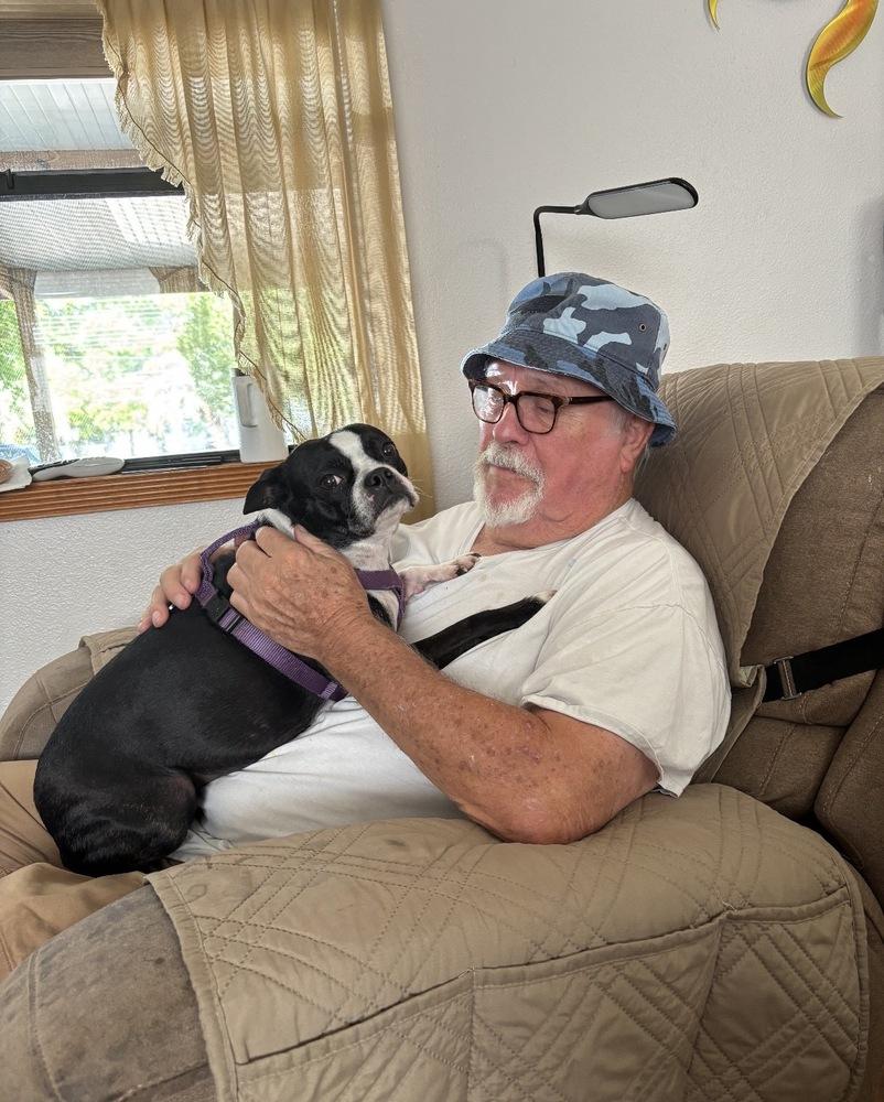 Enlarge Miss Macy - 5002 FL, a Adopted Boston Terrier in Maryville, TN image 4/5