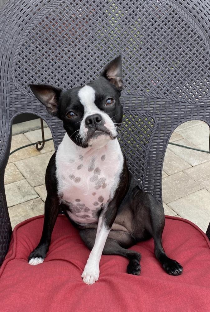 Enlarge Miss Macy - 5002 FL, a Adopted Boston Terrier in Maryville, TN image 5/5