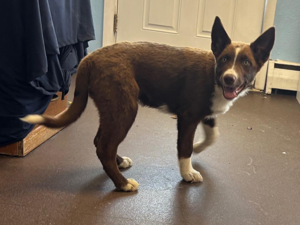 Enlarge Rico, a Adoptable mixed breed image 1/1