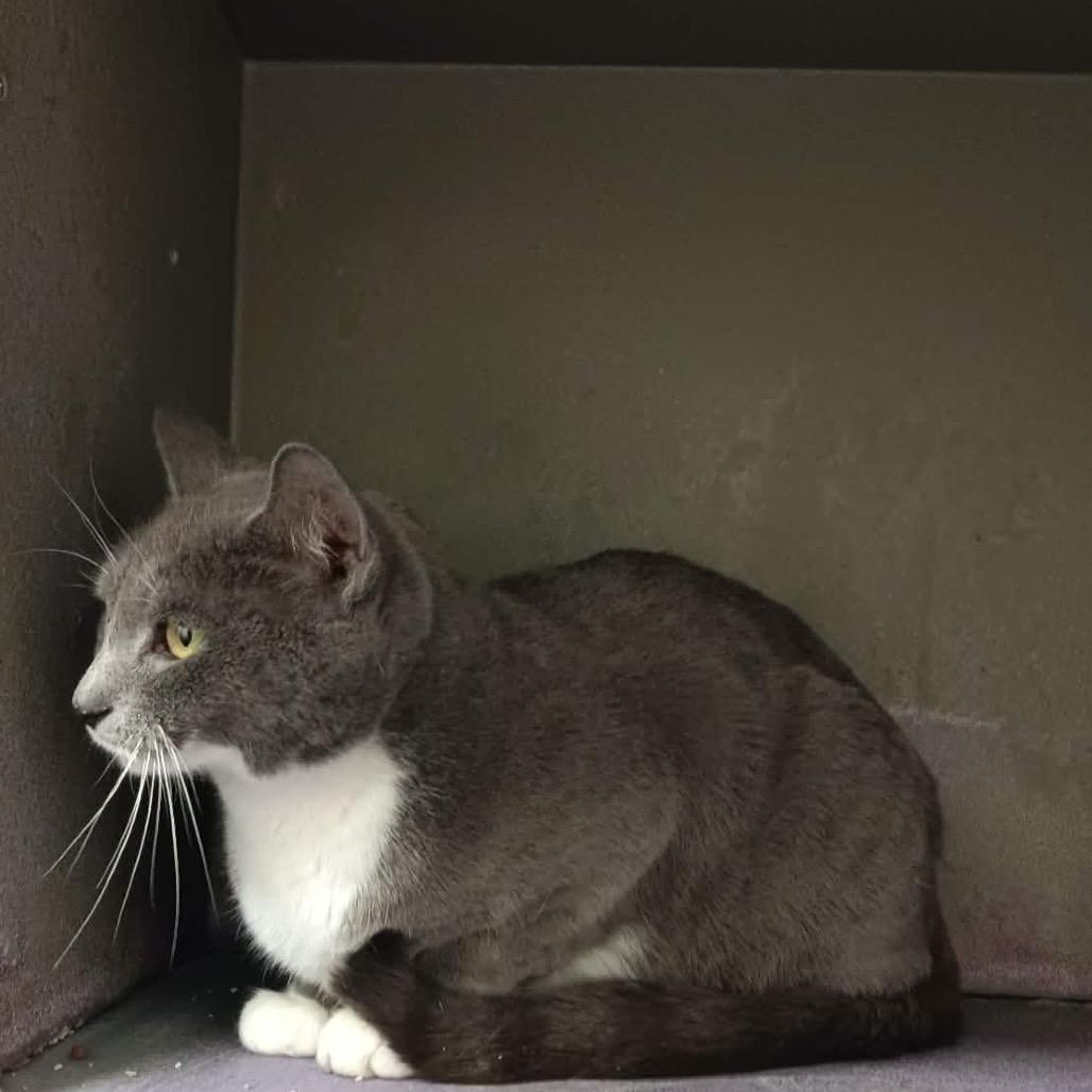 Nimbus, Adoptable, Adult Female Domestic Short Hair.