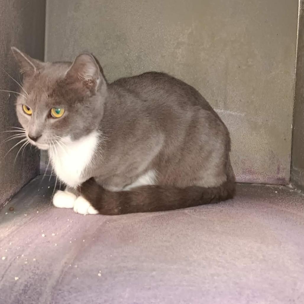 Enlarge Nimbus, a Adoptable Domestic Short Hair in Granville, OH image 2/6