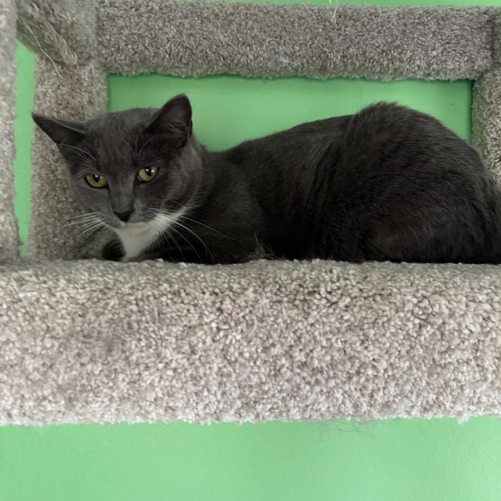 Enlarge Nimbus, a Adoptable Domestic Short Hair in Granville, OH image 3/6