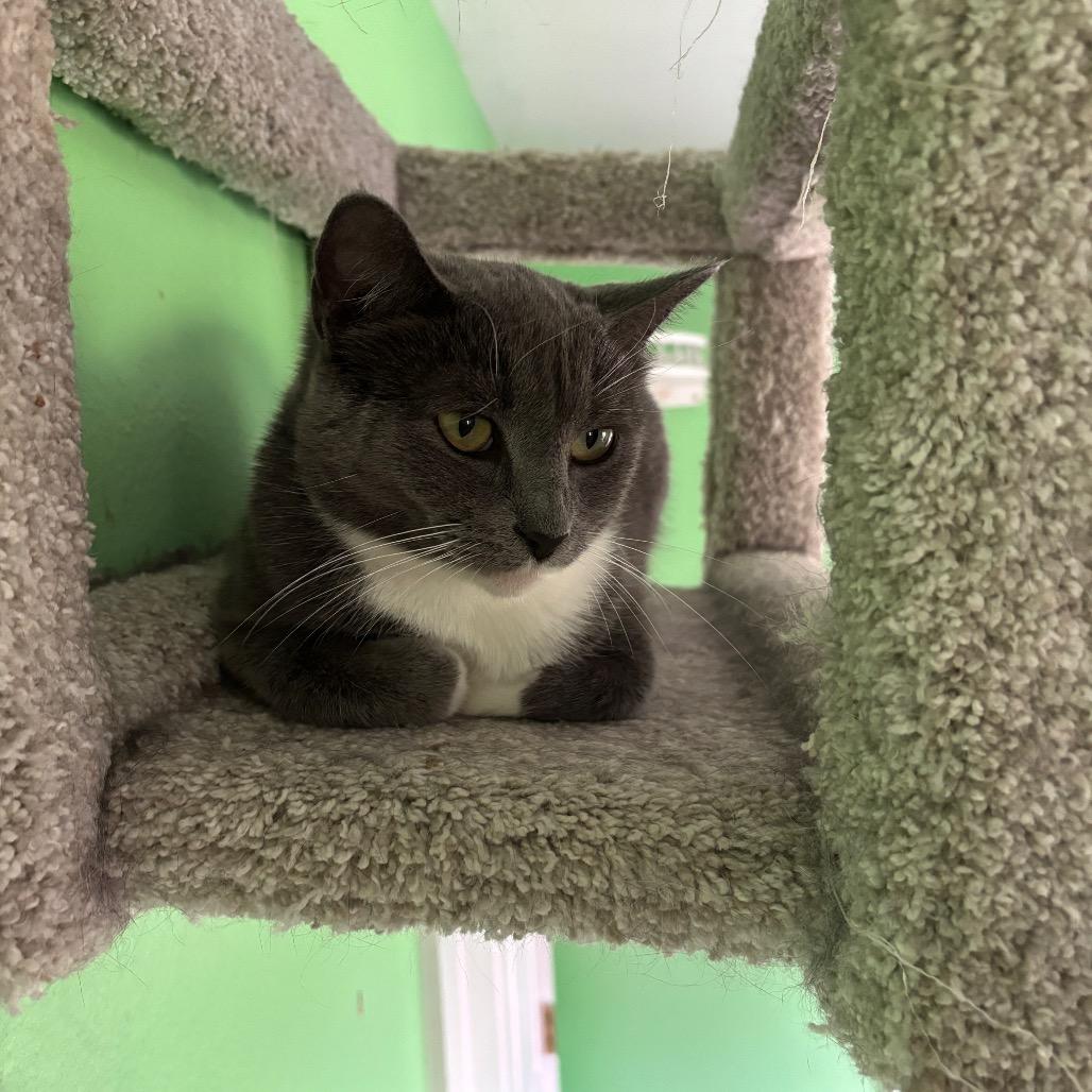 Enlarge Nimbus, a Adoptable Domestic Short Hair in Granville, OH image 4/6