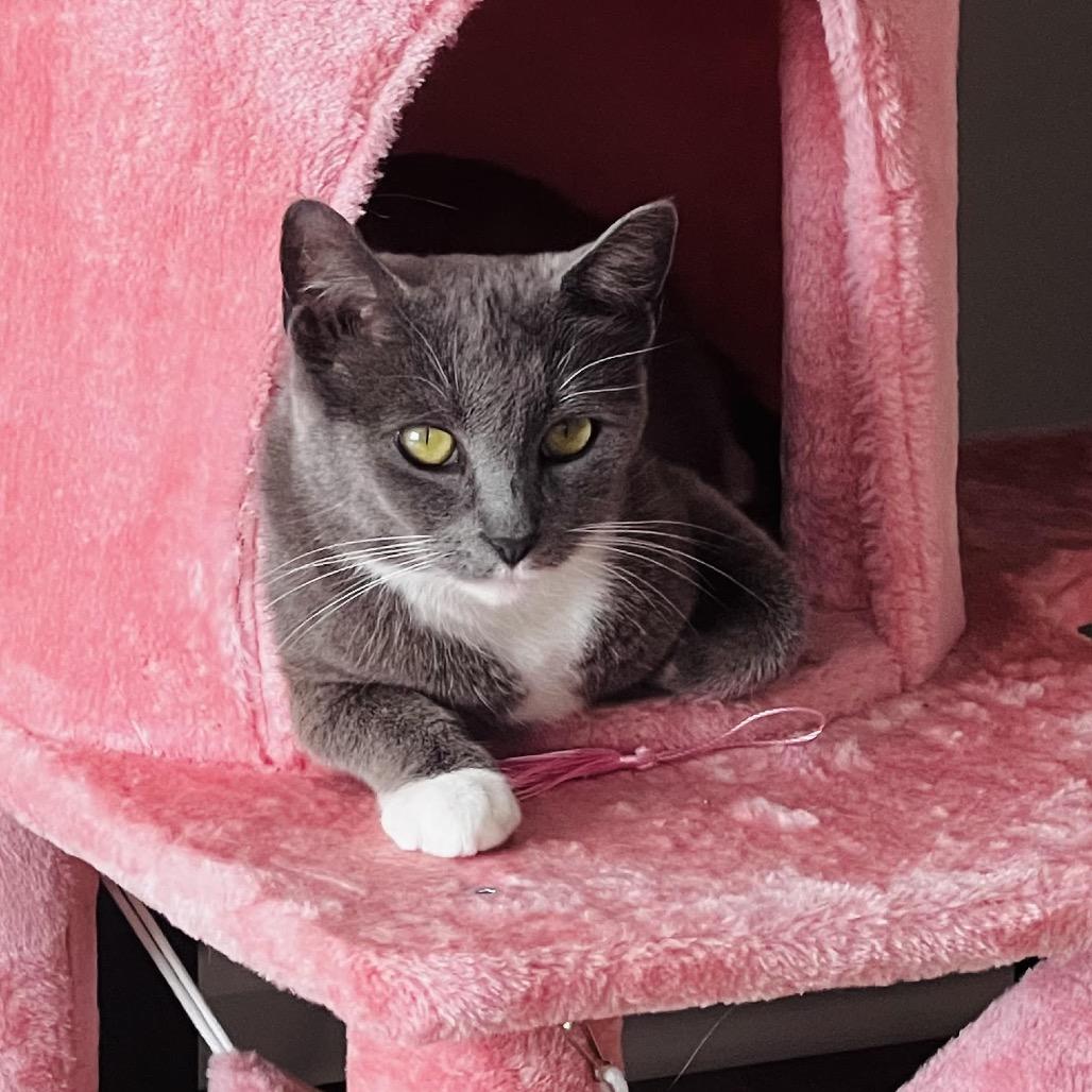 Enlarge Nimbus, a Adoptable Domestic Short Hair in Granville, OH image 5/6