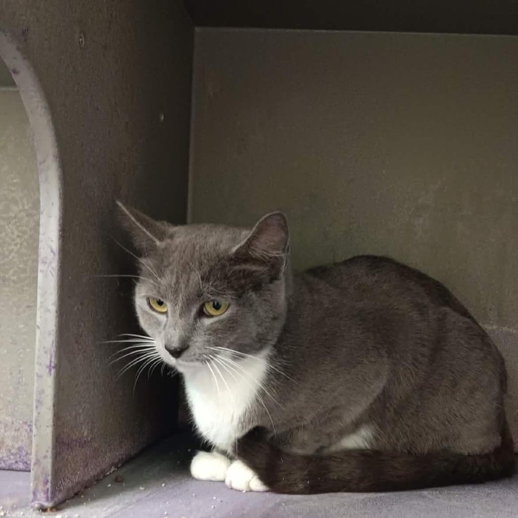 Enlarge Nimbus, a Adoptable Domestic Short Hair in Granville, OH image 6/6