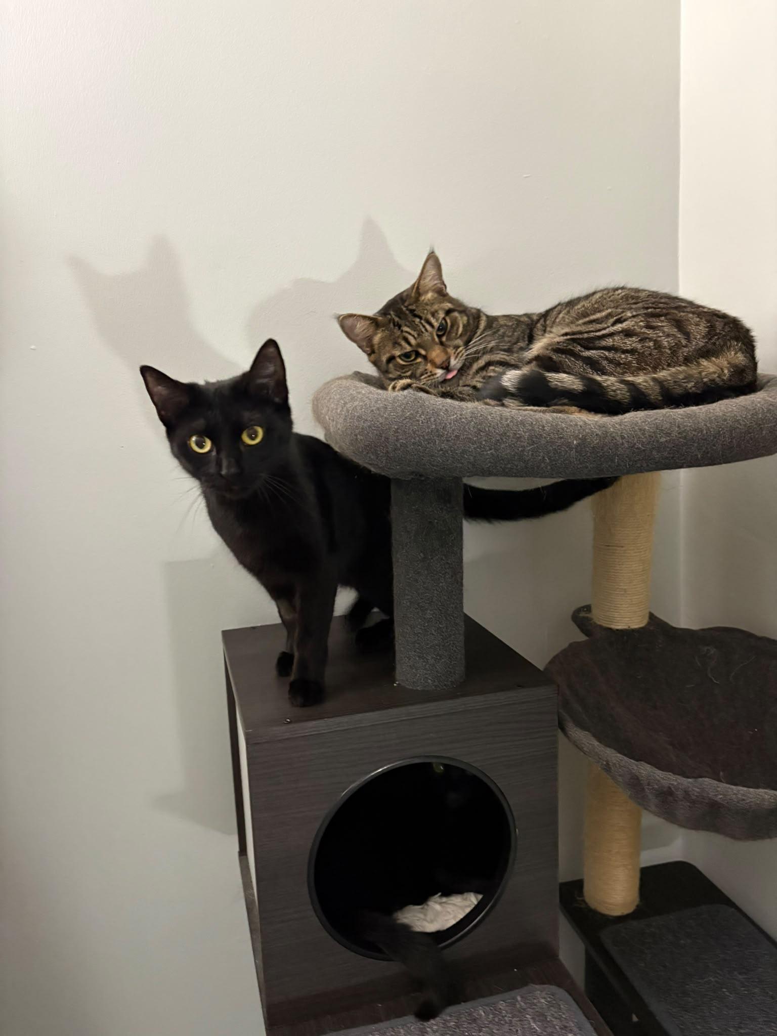 Enlarge Willowmena, a Adopted Domestic Short Hair in Cambridge, ON image 3/6