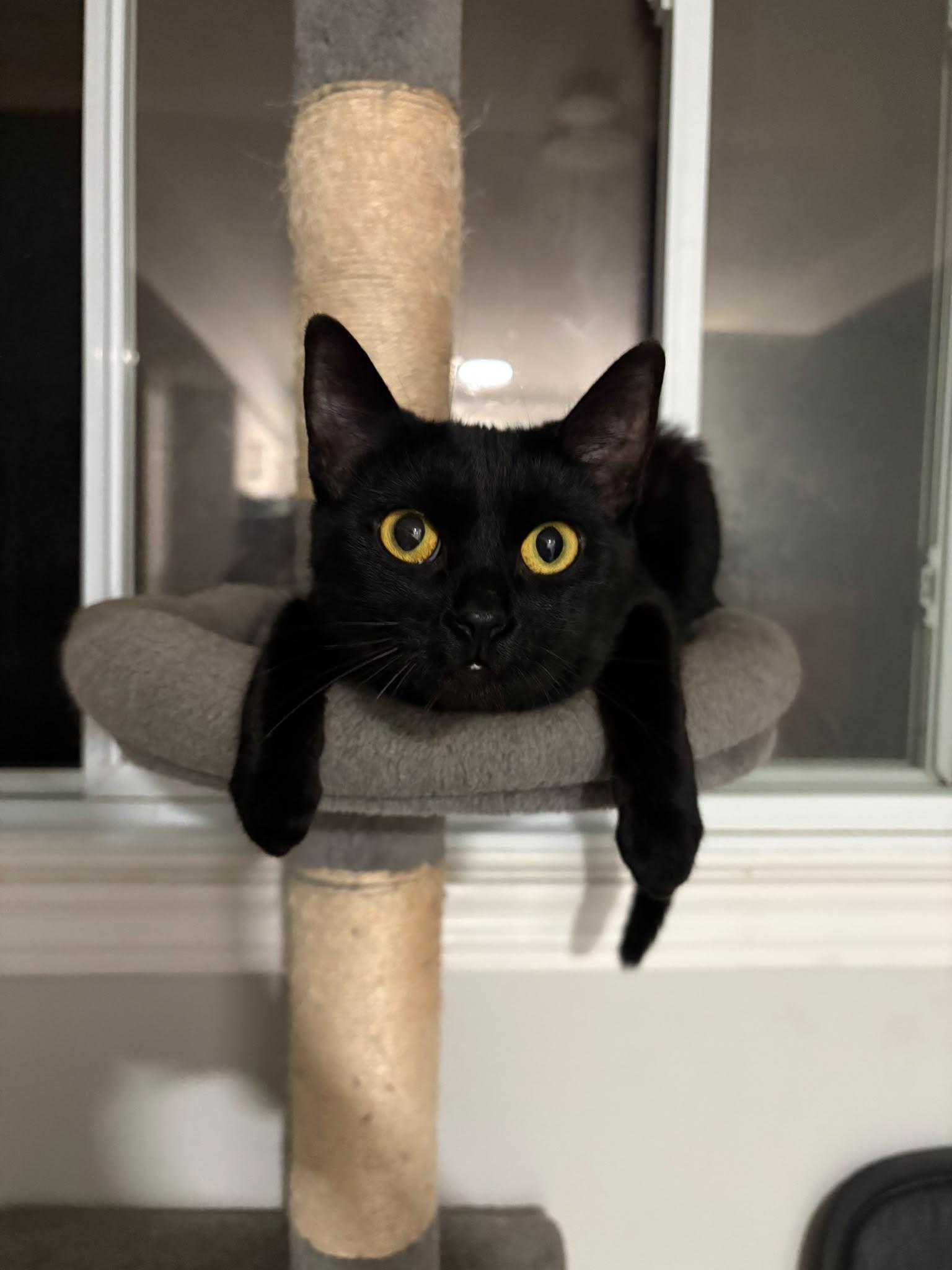 Enlarge Willowmena, a Adopted Domestic Short Hair in Cambridge, ON image 1/6