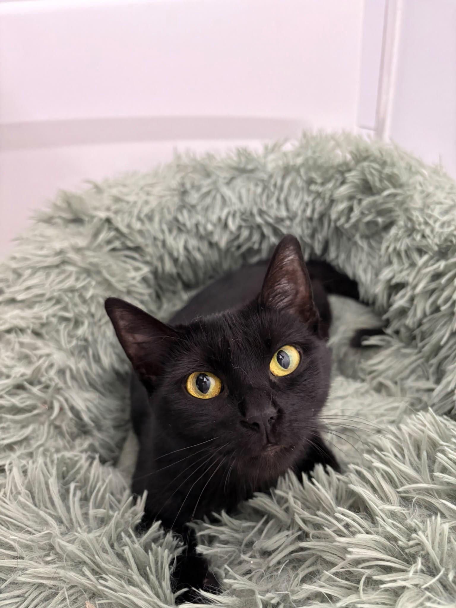 Enlarge Willowmena, a Adopted Domestic Short Hair in Cambridge, ON image 4/6