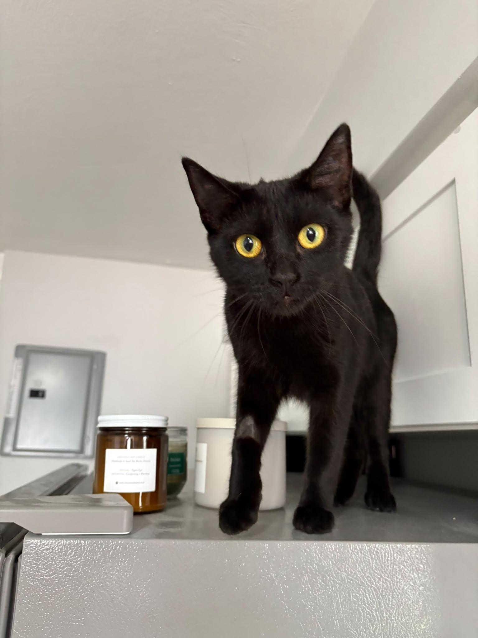 Enlarge Willowmena, a Adopted Domestic Short Hair in Cambridge, ON image 5/6